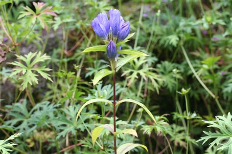 東北 植物|見頃の植物 ｜ 東北大学植物